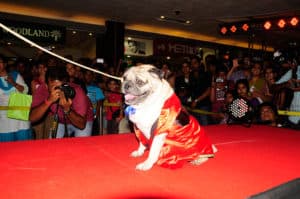 Pet Show, Mani Square Mall